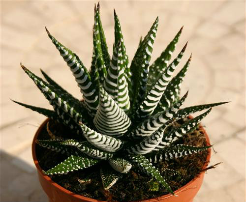 Haworthia Fasciata in a pot - selecting succulents